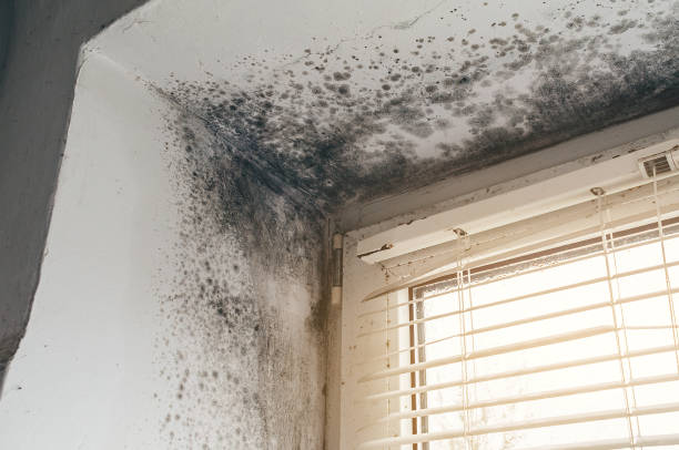 Affordable Mold Remediation solutions in Knightdale, NC
